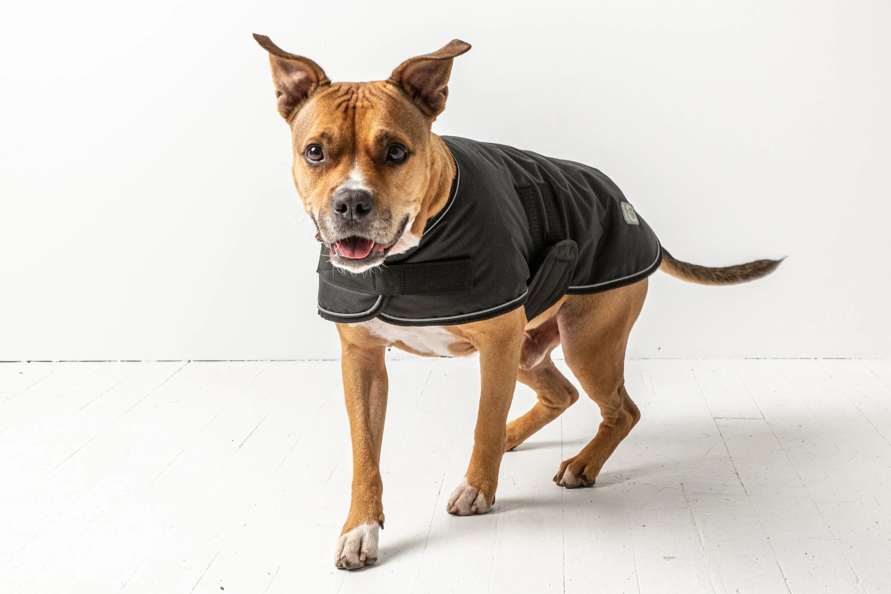 Blanket Dog Jacket - Black